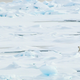 Un oso polar se pasea por las aguas heladas del Mar de Beaufort. Foto: NOAA Photo Library
